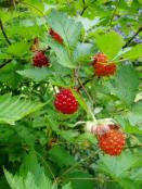 salmonberries-on-plant